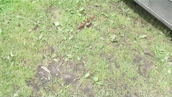 Two pairs in the nature